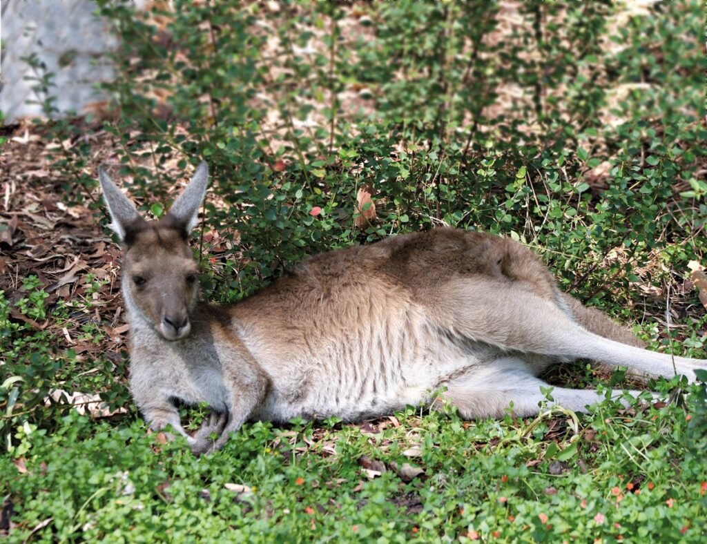Western Grey Kangaroos