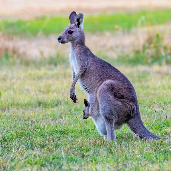 Are Kangaroos dangerous