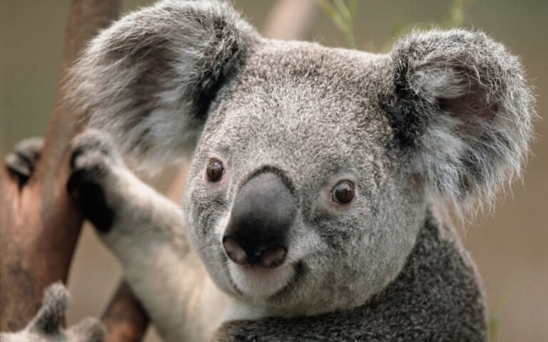 Are Koalas Dangerous